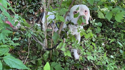 Illustration : Abandonné depuis plusieurs jours et attaché à un arbre, un chien retrouve la joie de vivre grâce à ses bienfaiteurs