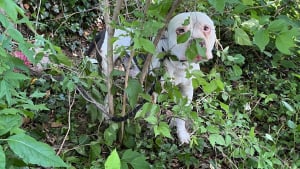 Illustration : "Abandonné depuis plusieurs jours et attaché à un arbre, un chien retrouve la joie de vivre grâce à ses bienfaiteurs"