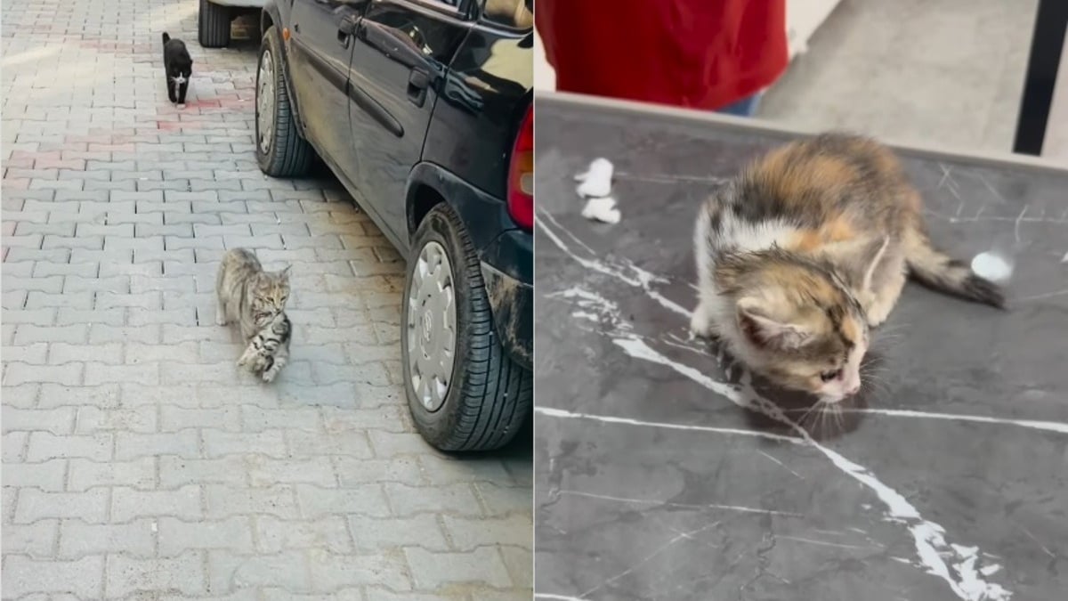 Illustration : "Son chaton souffre, cette chatte errante marche droit vers la clinique vétérinaire pour le sauver (vidéo)"