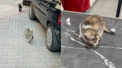 Illustration : Son chaton souffre, cette chatte errante marche droit vers la clinique vétérinaire pour le sauver (vidéo)