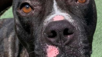 Illustration : Heurté par une voiture à proximité d’un aéroport, ce chien qui a été laissé sans vie a fait preuve d’une incroyable résilience (vidéo)