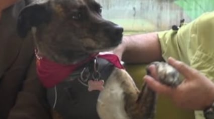 Illustration : Plongée dans le coma, cette chienne victime d'une hémorragie cérébrale ne doit sa survie qu’à une transfusion offerte par un autre chien