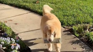 Illustration : "Ce Golden Retriever malvoyant arbore son plus joli sourire pour apporter le courrier du jour à son propriétaire (vidéo)"