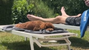 Illustration : "En vacances avec son chien, elle filme un moment adorable au bord de la piscine et décide de ne plus jamais partir sans lui (vidéo)"