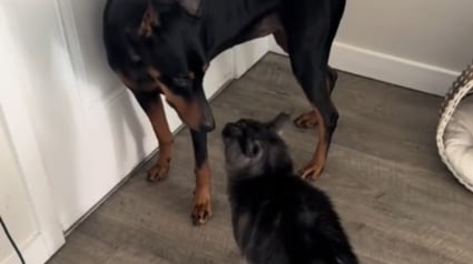 Illustration : Ce Maine Coon au caractère bien trempé impose ses règles à la maison et le chien n’a pas son mot à dire (vidéo)