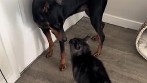 Illustration : "Ce Maine Coon au caractère bien trempé impose ses règles à la maison et le chien n’a pas son mot à dire (vidéo)"