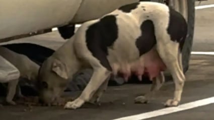 Illustration : Abandonnée dans un entrepôt, cette chienne a dépensé toute son énergie pour nourrir son chiot avant d’être enfin accompagnée (vidéo)