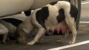 Illustration : Abandonnée dans un entrepôt, cette chienne a dépensé toute son énergie pour nourrir son chiot avant d’être enfin accompagnée (vidéo)