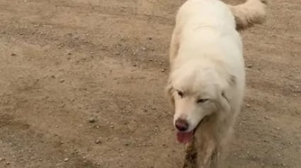 Illustration : Un Chien de montagne des Pyrénées prend la fuite à minuit et parcourt 8 kilomètres pour aller manger le petit-déjeuner dont il rêve 