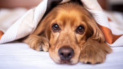 Illustration : Grâce à ses aboiements, une chienne héroïque évite le pire à ses maîtres menacés par les flammes