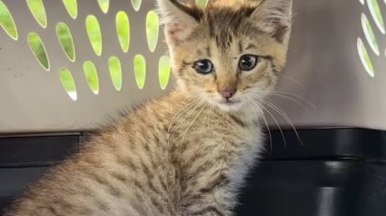 Illustration : Ce chaton hurlait dans un égout alors qu’un orage arrivait, ils ont tout risqué pour le sauver à temps