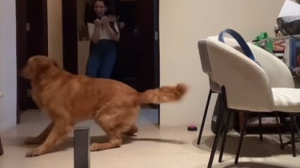 Illustration : Une femme simule une agression et découvre jusqu’où son chien est prêt à aller pour elle (vidéo)