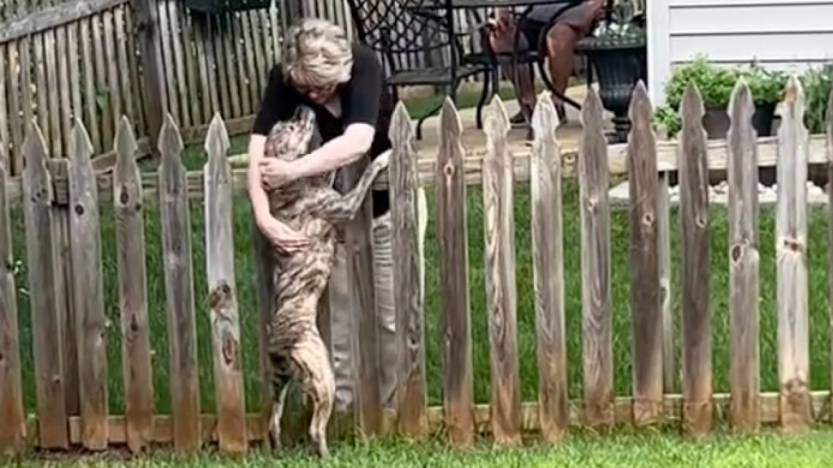 Illustration : "D’ordinaire timide et réactif, un chien traumatisé par son passé développe un tendre lien avec sa voisine (vidéo)"