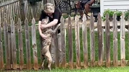 Illustration : D’ordinaire timide et réactif, un chien traumatisé par son passé développe un tendre lien avec sa voisine (vidéo)