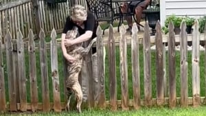Illustration : "D’ordinaire timide et réactif, un chien traumatisé par son passé développe un tendre lien avec sa voisine (vidéo)"