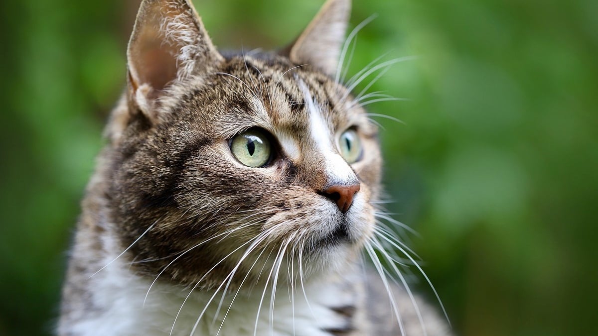 Illustration : "Cette chatte introuvable depuis 9 mois vivait dans un autre foyer à seulement 2 km du sien"