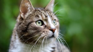 Illustration : "Cette chatte introuvable depuis 9 mois vivait dans un autre foyer à seulement 2 km du sien"