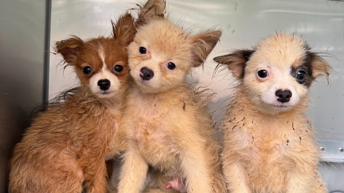 Illustration : "Le regard triste de chiens rescapés d’une usine à chiots s’illumine après leurs premiers soins"