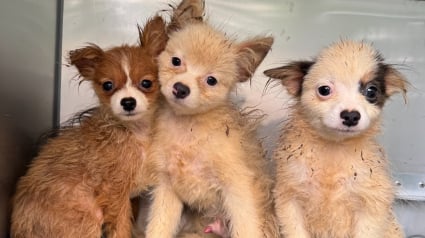 Illustration : Le regard triste de chiens rescapés d’une usine à chiots s’illumine après leurs premiers soins