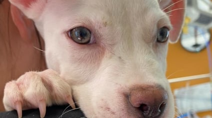 Illustration : Maltraité en direct sur les réseaux, ce chien bouleversé renaît grâce à l’élan d’amour d’inconnus