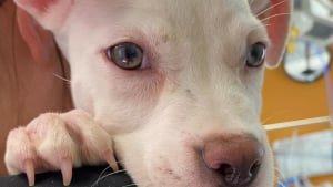 Illustration : Maltraité en direct sur les réseaux, ce chien bouleversé renaît grâce à l’élan d’amour d’inconnus