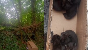 Illustration : Son chien s’arrête net devant un carton pendant la promenade, elle s’approche et tombe sur cinq vies en détresse