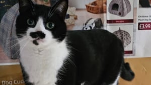 Illustration : "De la rue au feu des projecteurs, ce chat sauvé est désormais vu aux côtés de grands acteurs"