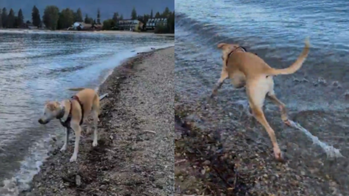 Illustration : "Un chien aveugle pose les pattes dans un grand lac pour la première fois de sa vie (vidéo) "