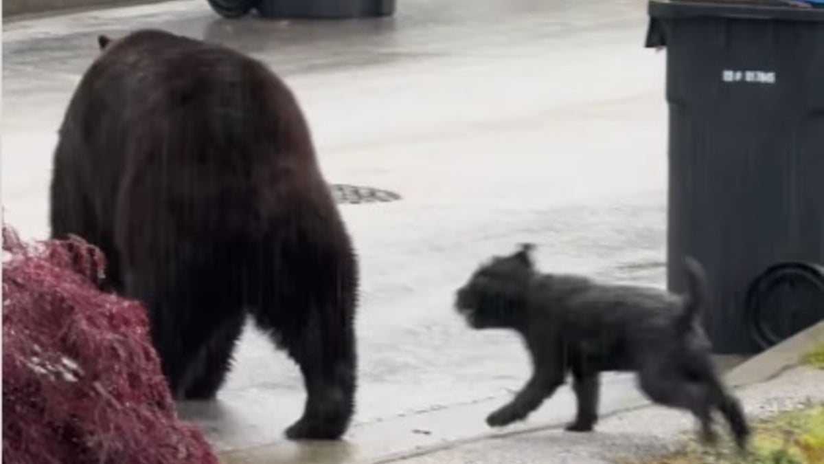 Illustration : "Voyant un ours s’approcher du salon de beauté de sa maîtresse, une chienne intrépide n’hésite pas à se lancer à sa poursuite (vidéo) "