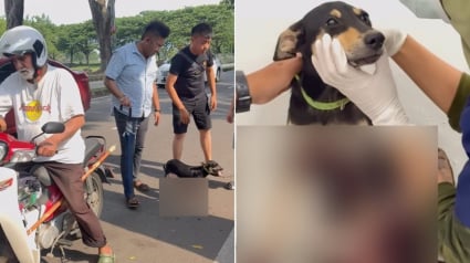 Illustration : Après avoir vu un chiot traîné sur le bitume par son maître à moto, une dame prend ses soins en charge et lui cherche une famille aimante
