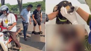 Illustration : Après avoir vu un chiot traîné sur le bitume par son maître à moto, une dame prend ses soins en charge et lui cherche une famille aimante