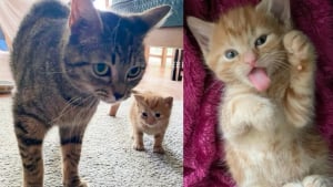 Illustration : "Recueillie par une passante avec son seul chaton survivant, cette chatte dévoile son adorable caractère au sein de sa famille d’accueil"