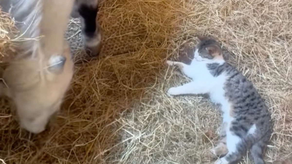 Illustration : "Cette jeune maman poney partage son étable avec son nouveau-né et un chaton qu’elle considère comme son fils (vidéo)"