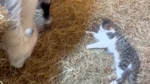 Illustration : "Cette jeune maman poney partage son étable avec son nouveau-né et un chaton qu’elle considère comme son fils (vidéo)"