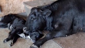 Illustration : "Une vache noue une amitié unique avec un chien, qu’elle considère comme son petit (vidéo)"