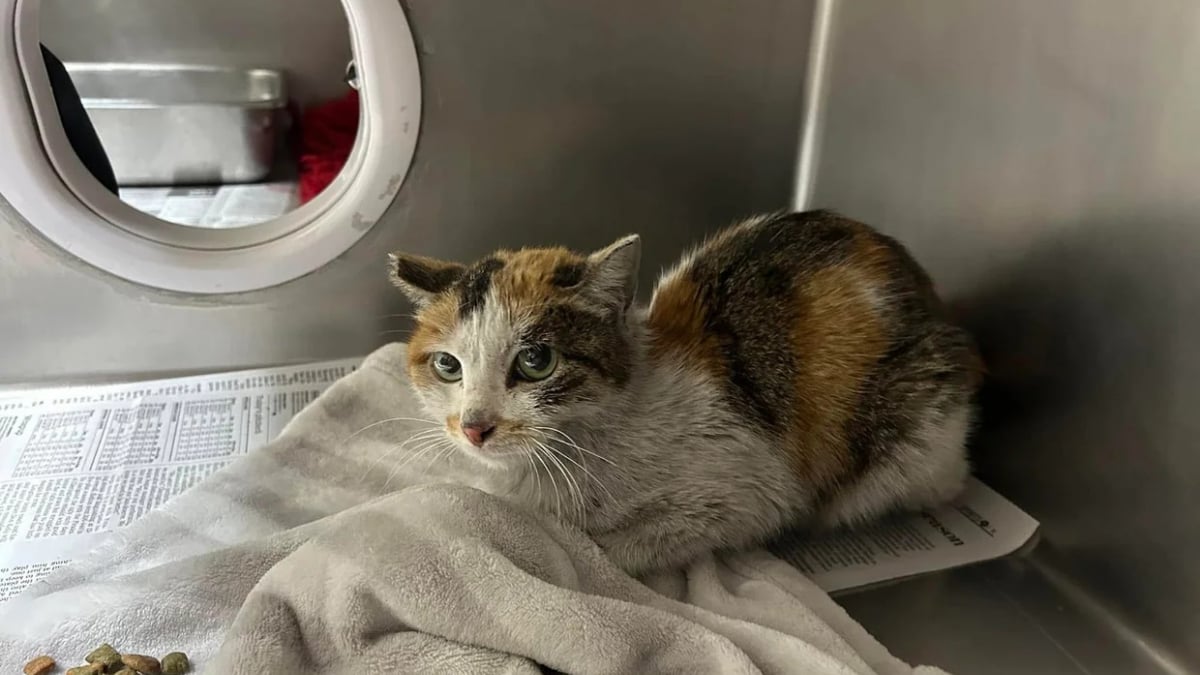 Illustration : "Embarquée clandestinement dans un conteneur, une chatte survit à un long voyage de 3 semaines en mer (vidéo)"