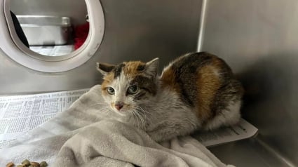 Illustration : Embarquée clandestinement dans un conteneur, une chatte survit à un long voyage de 3 semaines en mer (vidéo)