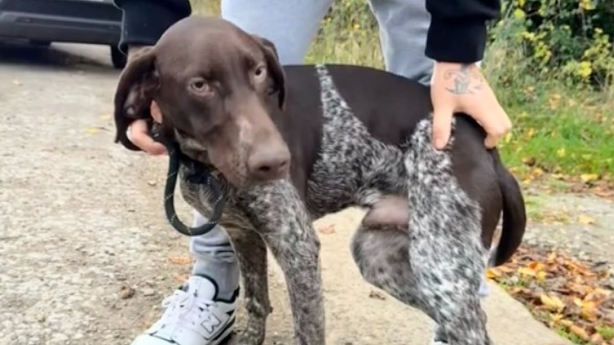 Illustration : "Un chien abandonné sans remords sur une aire de repos trouve enfin sa place dans la vie en croisant le chemin d’une jeune femme (vidéo)"