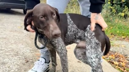 Illustration : Un chien abandonné sans remords sur une aire de repos trouve enfin sa place dans la vie en croisant le chemin d’une jeune femme (vidéo)