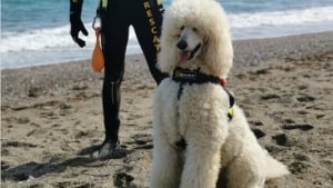 Illustration : "Ce courageux Caniche a surmonté sa peur des bruits et de la foule et sauve désormais des vies à la plage"