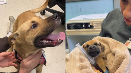 Illustration : Abandonné sans raison à un poteau, ce chien sauve la vie d’un chiot d’un mois en lui donnant son sang (vidéo)
