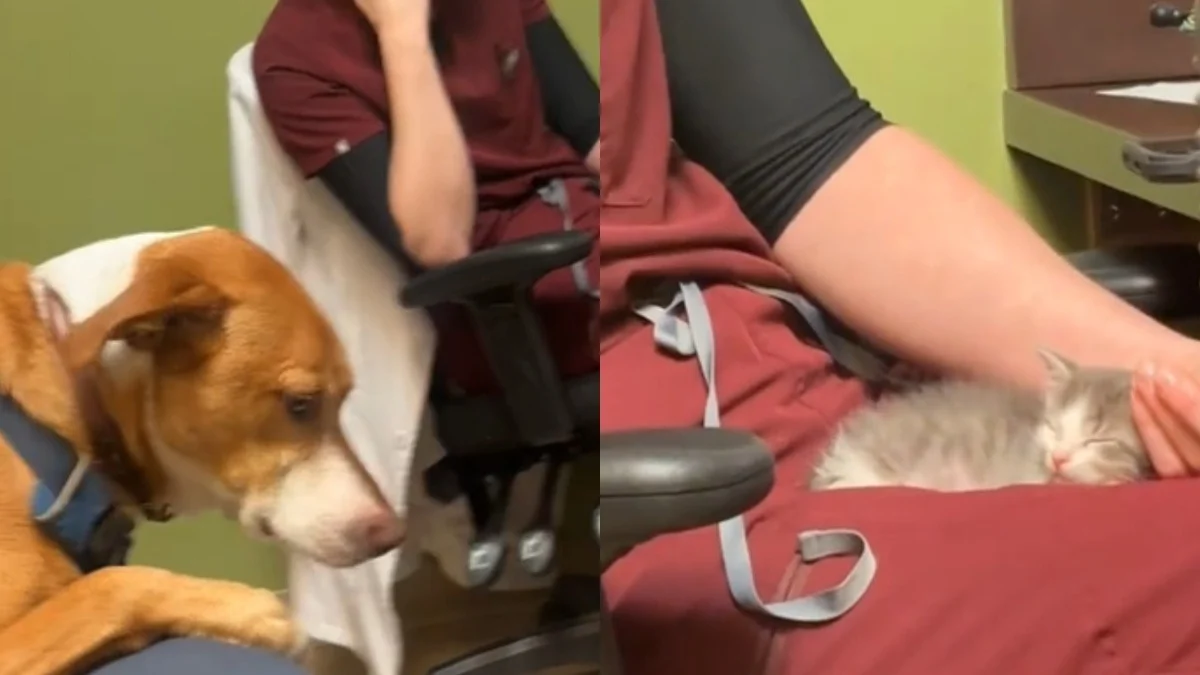 Illustration : "Ce chien de 18 kilos perd tous ses moyens face à un chaton minuscule dans la salle du vétérinaire (vidéo)"