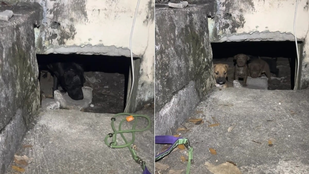 Illustration : "Une femme pensait sauver une seule chienne, mais découvre une famille entière de 9 chiots terrée sous une maison"