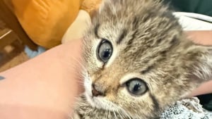 Illustration : "Un chaton de 4 semaines trouvé seul dans une cave découvre avec bonheur les joies de la vie de famille"