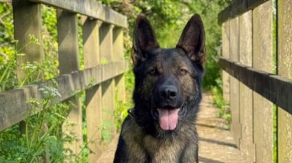 Illustration : Traqué dans les bois, ce motard fugitif tombe nez à nez avec un chien policier plus rapide que lui