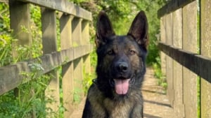 Illustration : "Traqué dans les bois, ce motard fugitif tombe nez à nez avec un chien policier plus rapide que lui"