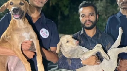 Illustration : Une équipe au secours des animaux victimes collatérales après le crash du Boeing 787 d’Air India
