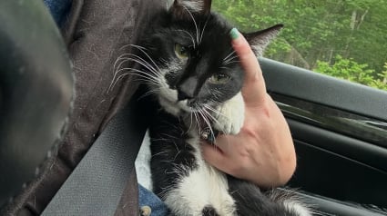 Illustration : Elle aperçoit un chat sur l’autoroute et comprend qu’il avait une famille autrefois en voyant son comportement 