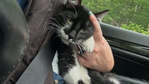 Illustration : "Elle aperçoit un chat sur l’autoroute et comprend qu’il avait une famille autrefois en voyant son comportement "