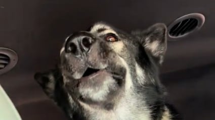 Illustration : Ce chien, grand fan de Metallica, se met à hurler dès les premières notes de sa musique préférée (vidéo) 